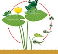 Frog life cycle. Sequence of stages of development of cartoon frog Royalty Free Stock Photo